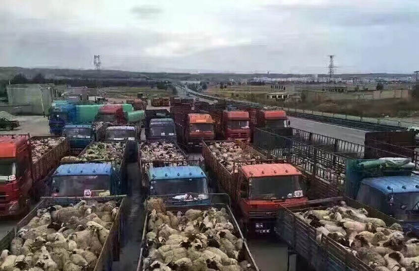 The sheep bought by Doma are transported by trucks. @DomaYangjin from Weibo
