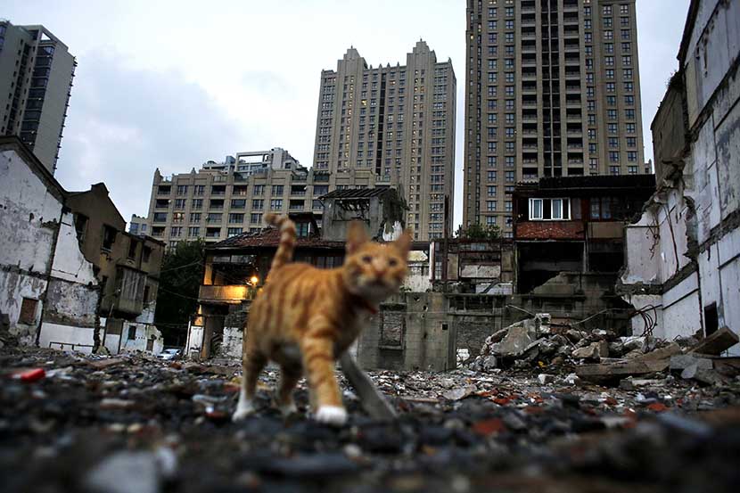 A cat walks through the site of a demolished building in Xintiandi, one of the most expensive areas in Shanghai, Sept. 10, 2014. Carlos Barria/Reuters
