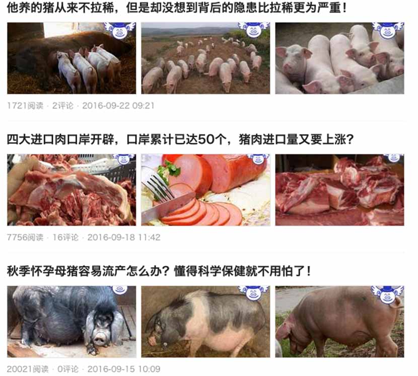 A screenshot from Pan’s ‘Zhuguan Baba’ blog on Toutiao.com shows articles about the science of raising pigs.