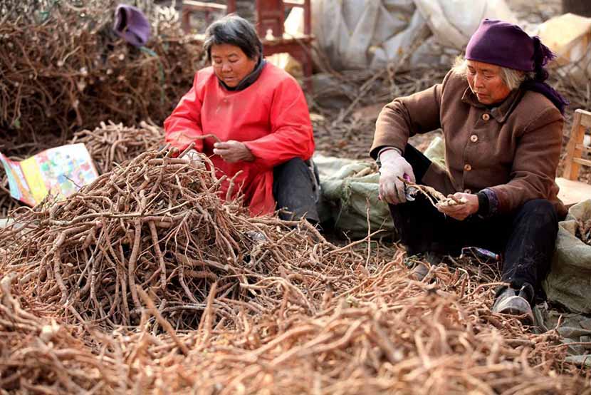 Women handle peony roots, a common ingredient in traditional Chinese medicine, Bozhou, Anhui province, Nov. 25, 2013. Liu Qinli/Xinhua