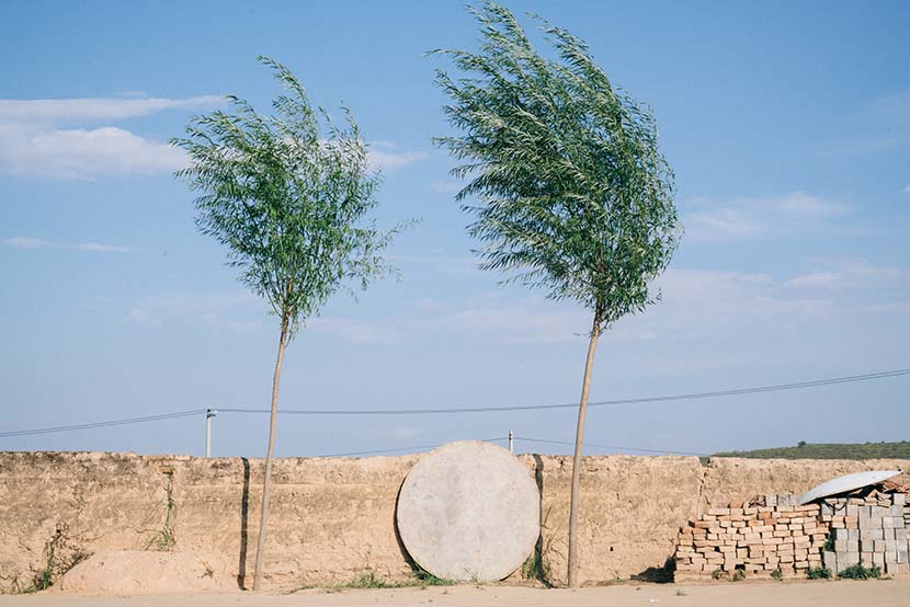 Two trees grow outside a villager’s home, Ningxia Hui Autonomous Region, Sept. 20, 2016. The area has suffered from severe desertification in recent years. Xiao Muyi/Sixth Tone