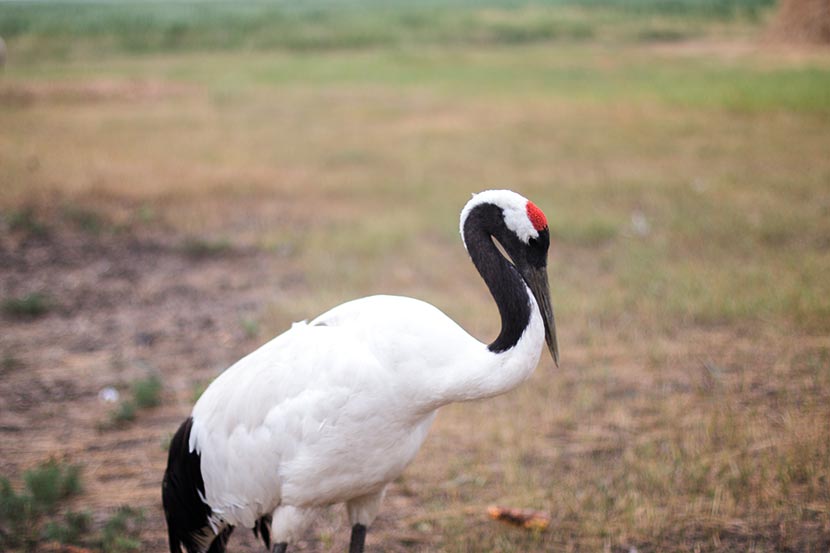 A red-crowned crane is seen at Lindian Wetland, Heilongjiang province, July 2016. Cicy Lin for Sixth Tone