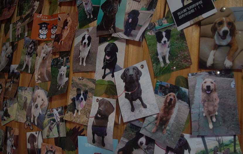Bai Yan’s office wall at the base is full of pictures of his police dogs and the pets that owners have sent to the training school, Hangzhou, Zhejiang province, Dec. 20, 2016. Ma Lin for Sixth Tone