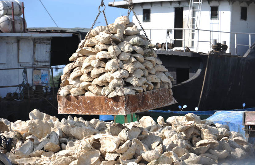 Giant clam shells are unloaded from a boat in Tanmen, Hainan province, April 24, 2013. Chen Xuelun/IC
