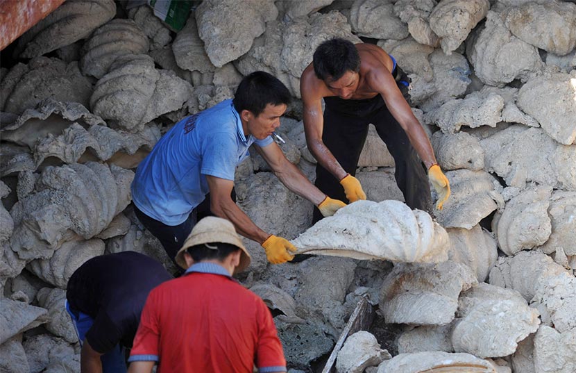 Men unload giant clam shells at a dock in Tanmen, Hainan province, April 24, 2013. Chen Xuelun/IC