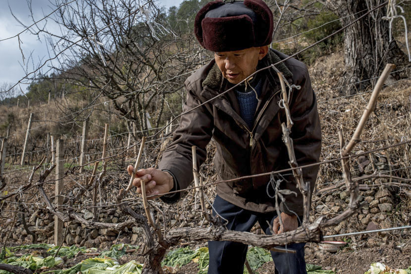 Zeng Tei, 64, tends to his small vineyard in Cizhong, Yunnan province, Feb. 13, 2016. Grape cultivation, first introduced to the region by French missionaries, has helped lift many villagers out of poverty. Luc Forsyth for Sixth Tone