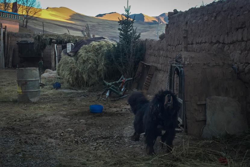 A mastiff barks in a backyard in Yushu Tibetan Autonomous Prefecture, Qinghai province, Dec. 9, 2016. Shi Yi/Sixth Tone