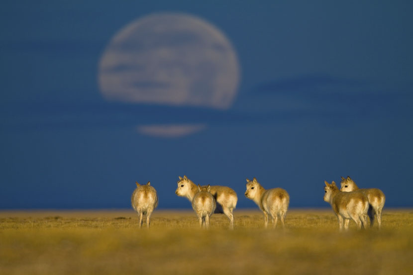 Female Tibetan antelopes stand in the early morning sunlight in Hoh Xil, Qinghai province, Jan. 1, 2010. Xi Zhinong/Wild China Film for Sixth Tone