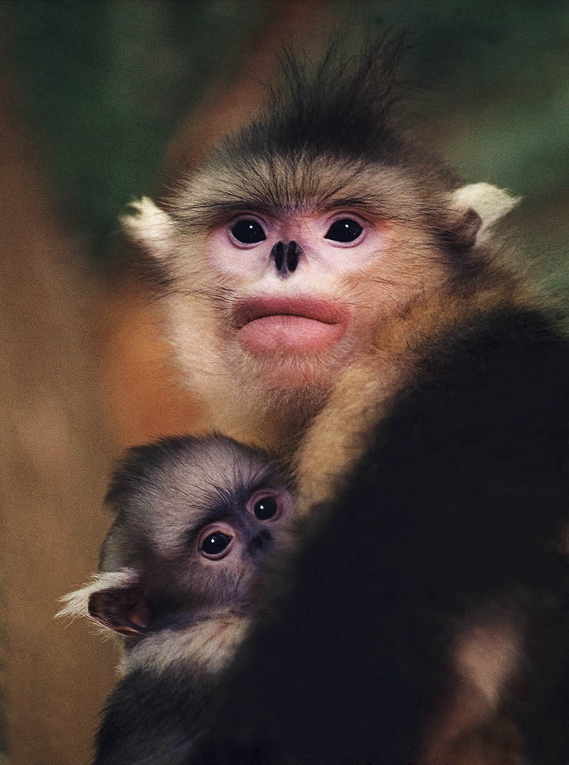 A Yunnan snub-nosed monkey huddles with her baby in Kunming, Yunnan province, July 1995. Xi Zhinong/Wild China Film for Sixth Tone