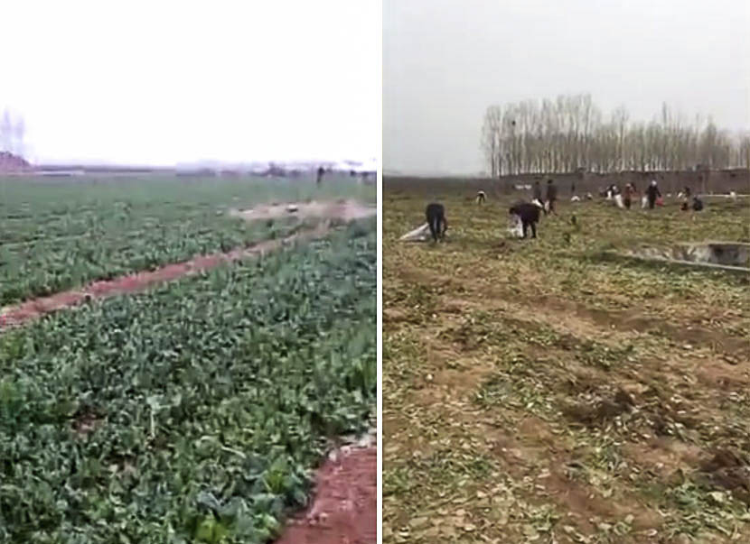 Left: a screenshot from the video claiming the spinach is up for grabs, March 23, 2017; right: a screenshot from the video showing villagers picking the last of the spinach in Jiyuan, Henan province, March 24, 2017.