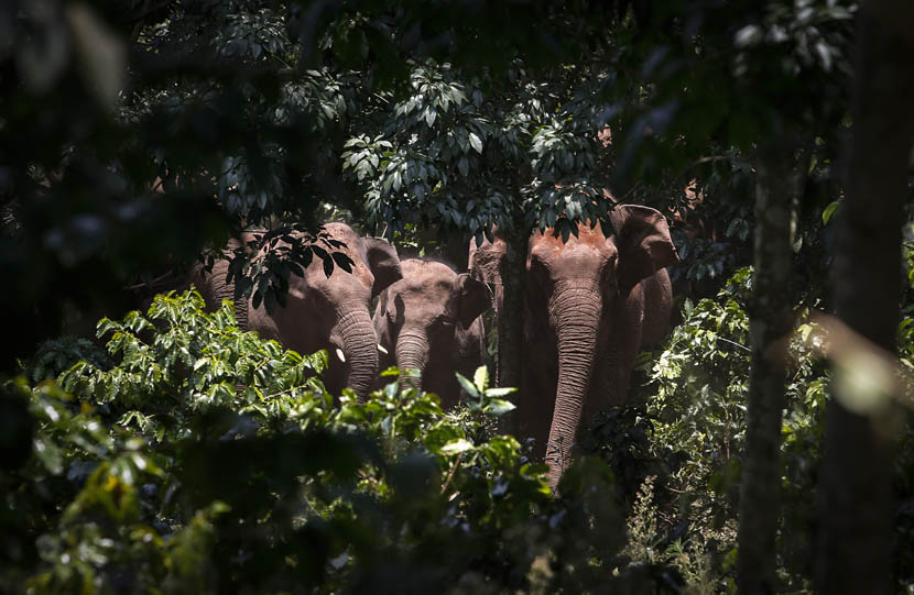 Three approaching elephants in a forest in Puer, Yunnan province, May 31, 2015. Ming Jia/VCG