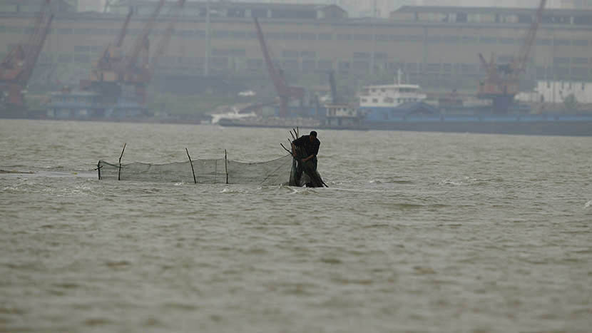 A fisherman uses a maze fishing net despite a fishing ban in place at the Yangtze River, March 21, 2016. Maze fishing nets are named after their labyrinthine quality — once a fish is caught, it never finds its way out. Usage of the net is illegal. Hui Ying for Sixth Tone
