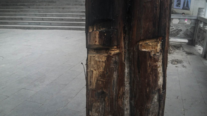 A tree in front of the Nayong County party building in Guizhou province has been slashed by a machete, Nov. 24, 2015. Duan Yanchao/Sixth Tone