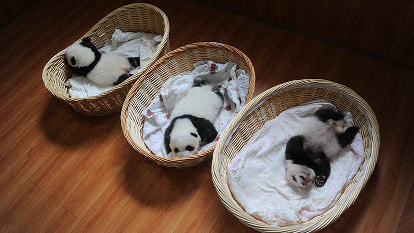 Newborn panda cubs lie in baskets at Ya’an Base at the China Conservation and Research Center for the Giant Panda, Sichuan province, Aug. 21, 2015. Heng Yi/VCG