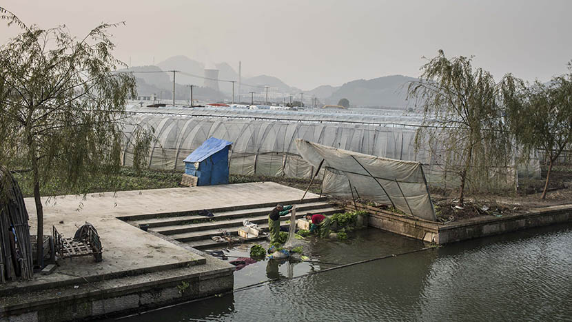 Chen Atu washing vegetables in the polluted river at Sanjiang’s agricultural area, Shaoxing, Zhejiang province, Dec. 12, 2015. Chen Ronghui/Sixth Tone