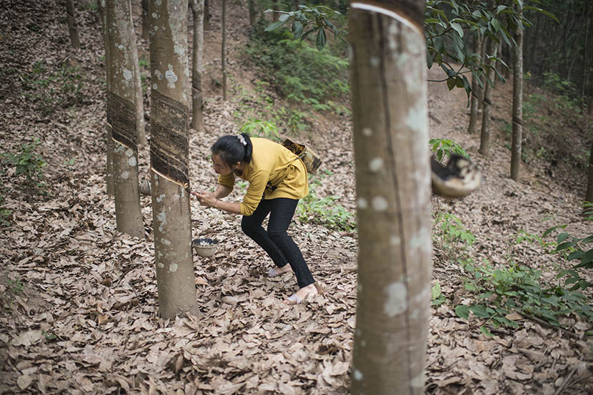 Gu Xia extracts sap from rubber trees on a farm in Jinghong, Yunnan province, April 17, 2016. Wu Yue/Sixth Tone