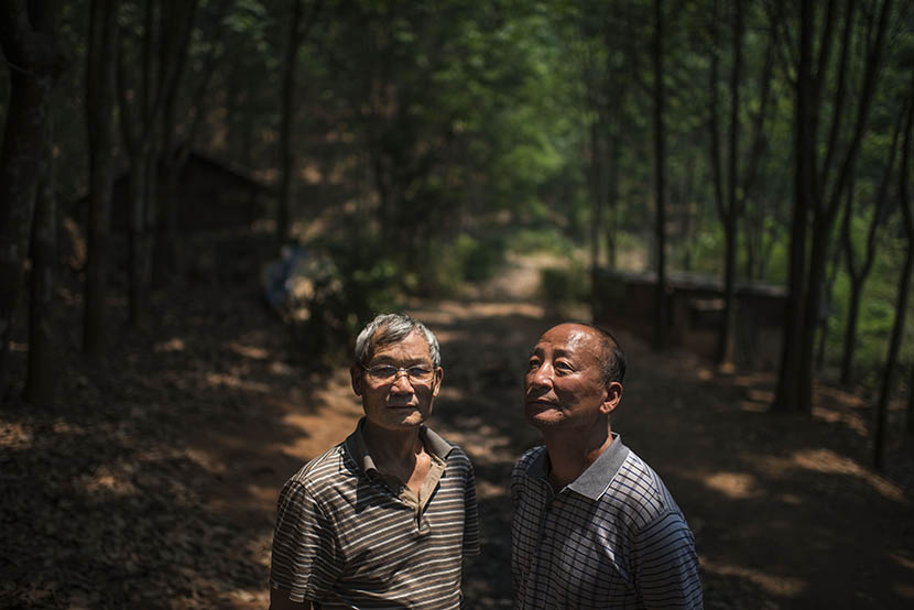Two friends of Gu Xia’s father, also Shanghai ‘zhiqing,’ at a rubber farm in Jinghong, Yunnan province, April 17, 2016. Wu Yue/Sixth Tone