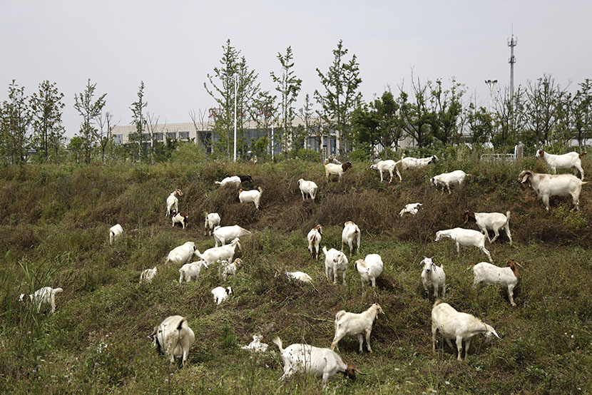 The high-speed train station is visible behind a flock of sheep in Dingyuan, Anhui province, May 24, 2016. Han Meng/Sixth Tone