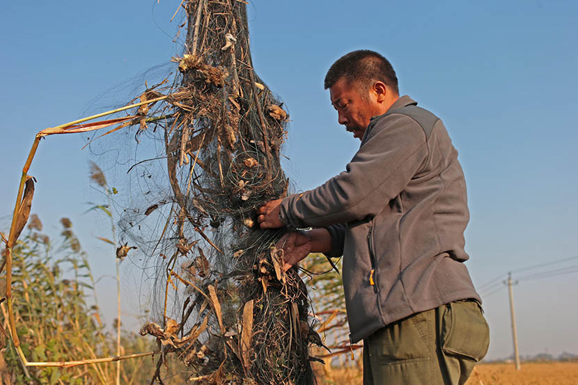 Tian Zhiwei, an expert and environmentalist, takes dead birds off a clap-net in Leting, Hebei province, Oct. 14, 2014. Chen Jie/ Courtesy of LMBF