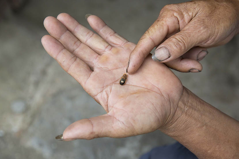 A villager holds a dead firefly in the palm of his hand in Ningdu, Jiangxi province, Aug. 5, 2016. Xu Haifeng/Sixth Tone