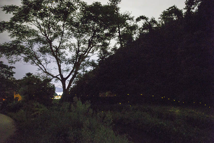 Fireflies glow along the side of a hill in Dagu Township, Jiangxi province, Aug. 4, 2016. Xu Haifeng/Sixth Tone