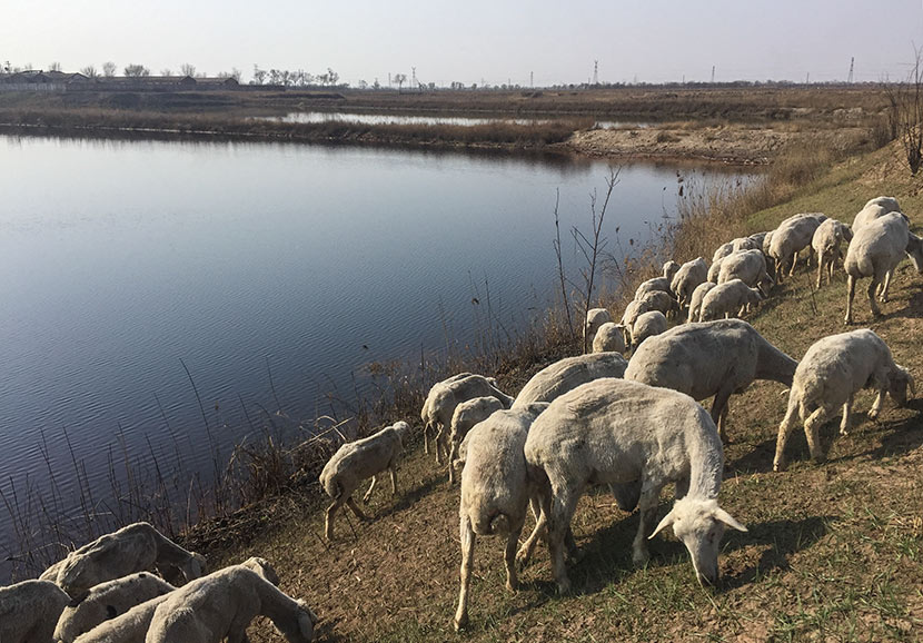 Sheep graze on the banks of a polluted pond in Jinghai County, Tianjin, March 28, 2017. Courtesy of Chongqing Liangjiang Voluntary Development Service Center