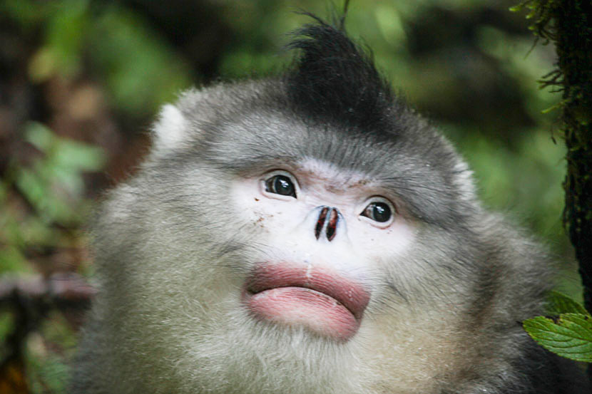 Red Spot, an adult male Yunnan sub-nosed monkey, is pictured in the Baima Snow Mountain Nature Conservation Area, Yunnan province, Sept. 24, 2016. Courtesy of Long Yongcheng