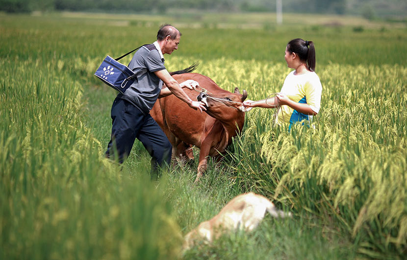 A rural veterinarian prepares to examine a cow in Guilin, Guangxi Zhuang Autonomous Region, July 3, 2016. Liu Jiaoqing/VCG