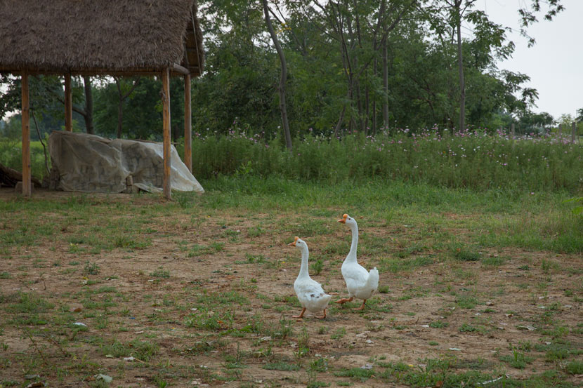 Two geese are seen outside a conserved cottage in Xiaogang, Anhui province, July 25, 2018. Shi Yangkun/Sixth Tone
