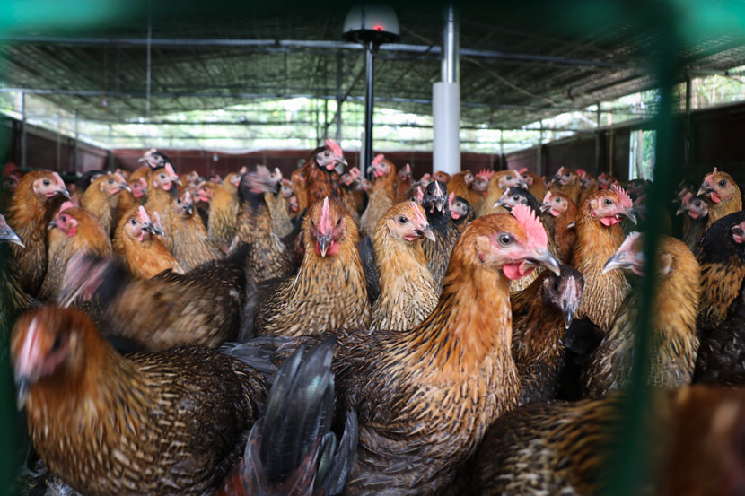 Chickens at the GoGo Chicken farm in Sanqiao Town, Guizhou province, July 2, 2018. Nicole Lim for Sixth Tone