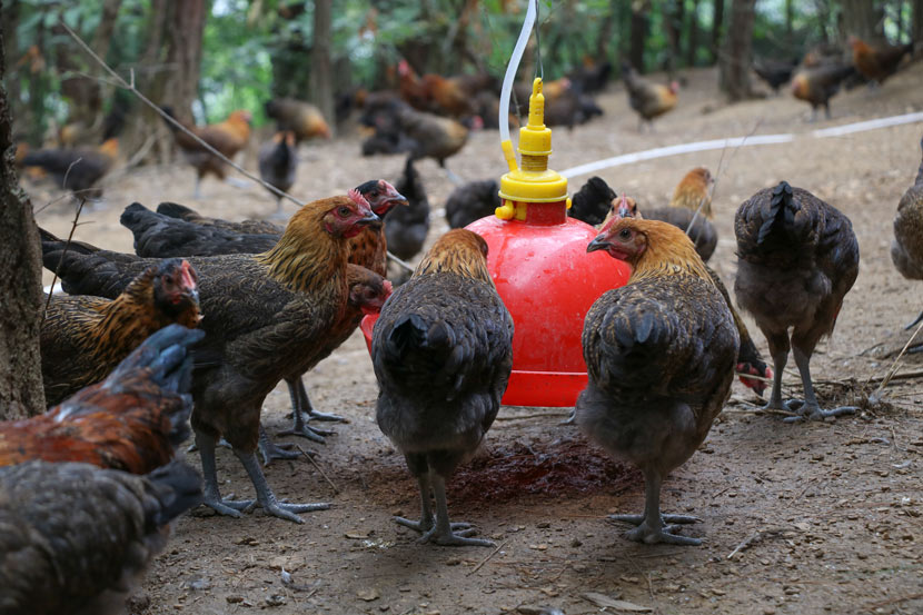 Chickens drink water at the GoGo Chicken farm in Sanqiao Town, Guizhou province, July 2, 2018. The water system was developed by local residents and refills automatically, tapping into nearby water reserves. Nicole Lim for Sixth Tone