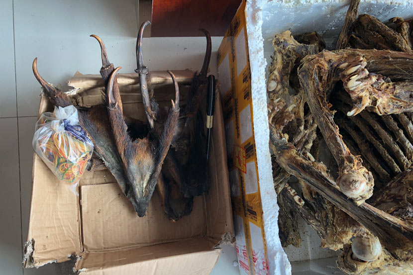 Muntjac deer and felid bones are spotted at a shop in Mong La, Myanmar, July 25, 2018. Shi Yi/Sixth Tone