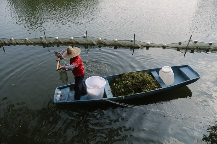 A cleaner fishes waterweed out of Dongshan Lake in a park in Guangzhou, Guangdong province, Sept. 11, 2018. Li You/Sixth Tone