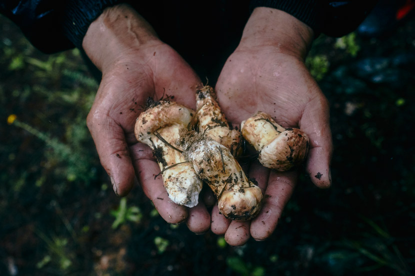 A mushroom forager shows off their day's harvest in Geza, Diqing Tibetan autonomous prefecture, Yunnan province. July 17, 2018. Daniel Holmes/Sixth Tone