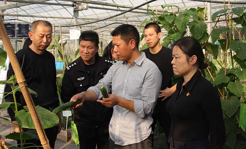 Xia Hanbing shows off a new variety of cucumber grown at his farm in Baoshan District, Shanghai, Oct. 29, 2018. Courtesy of Xia Hanbing