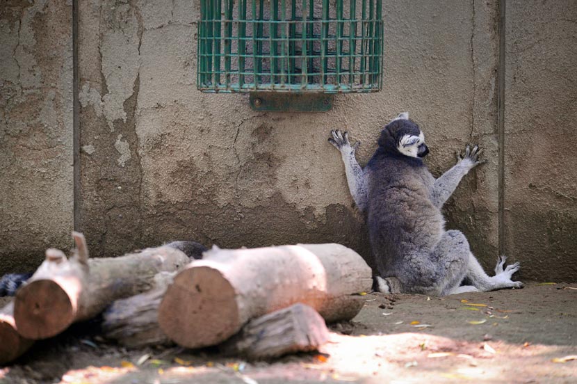 Animal Kingdoms: Why China's Zoos Are Getting a Facelift