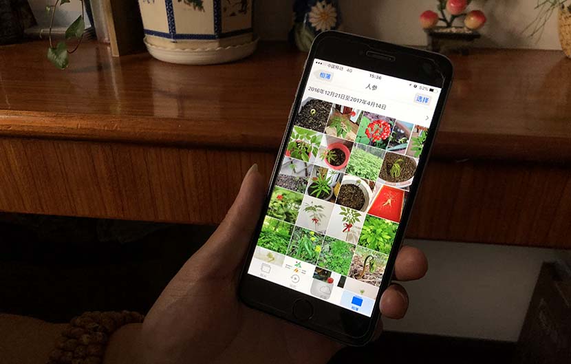 Yu Zhengwei shows pictures he took of his ginseng plants in Nanjing, Jiangsu province, Sept. 25, 2018. Fu Danni/Sixth Tone