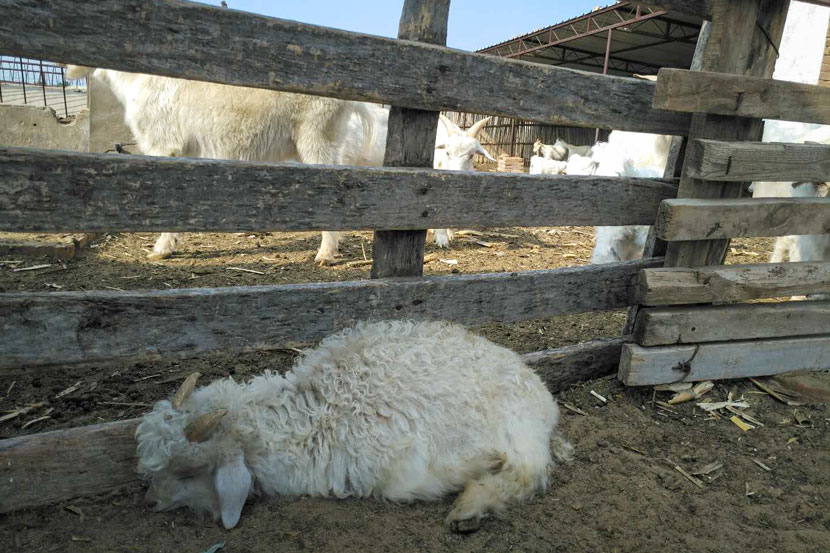 A goat that got sick after drinking polluted water in Xiaohaotu Township, Shaanxi province, July 2018. Ming Que for Sixth Tone