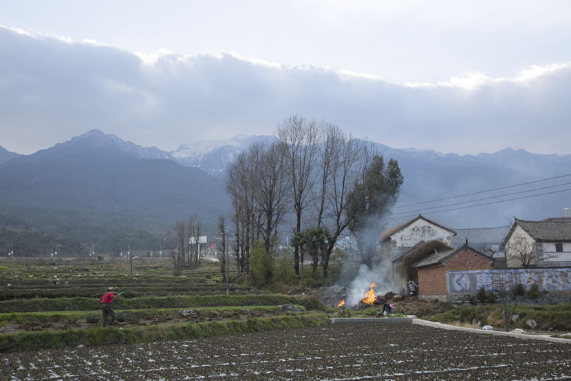 Farmers work in the field in a Dali suburb, Yunnan province, March 11, 2019. Shi Yangkun/Sixth Tone