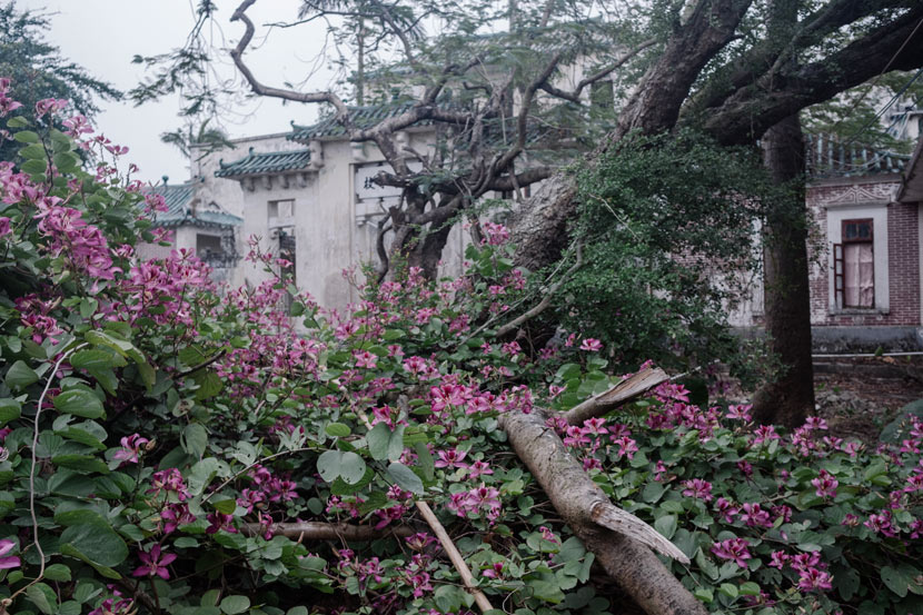 Flowers bloom inside an abandoned school near Cangdong Village, Guangdong province, Jan. 5, 2019. Wu Huiyuan/Sixth Tone