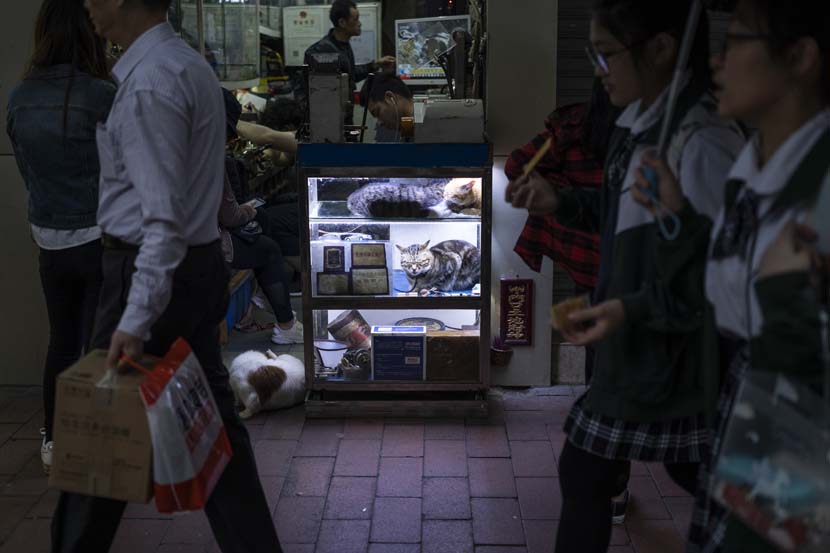 Cats curl up inside a key-cutter’s counter in Guangzhou, Guangdong province, April 1, 2019. Courtesy of Zhang Zhitao