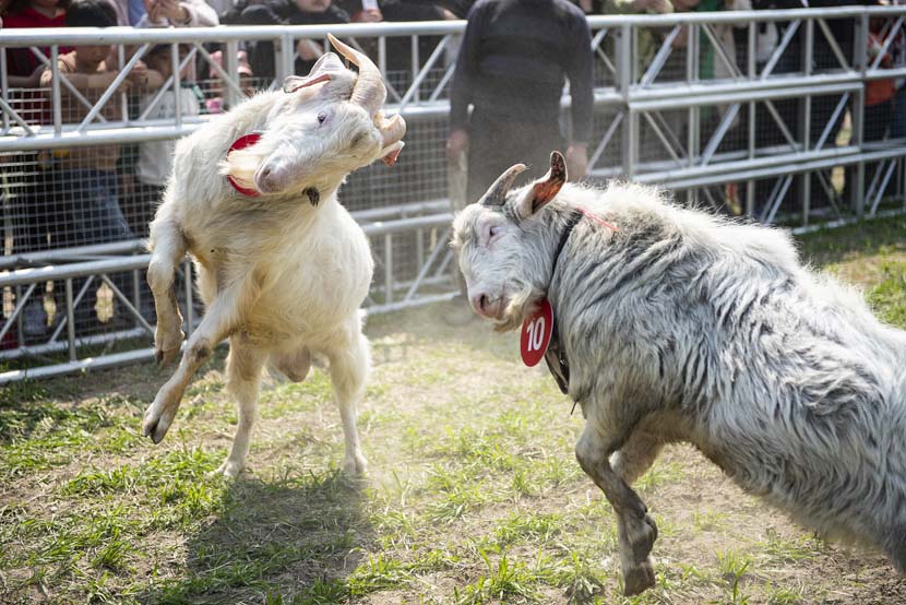 Two goats butt heads during a goat-fighting competition in Hai’an, Jiangsu province, April 6, 2019. Li Lin/VCG