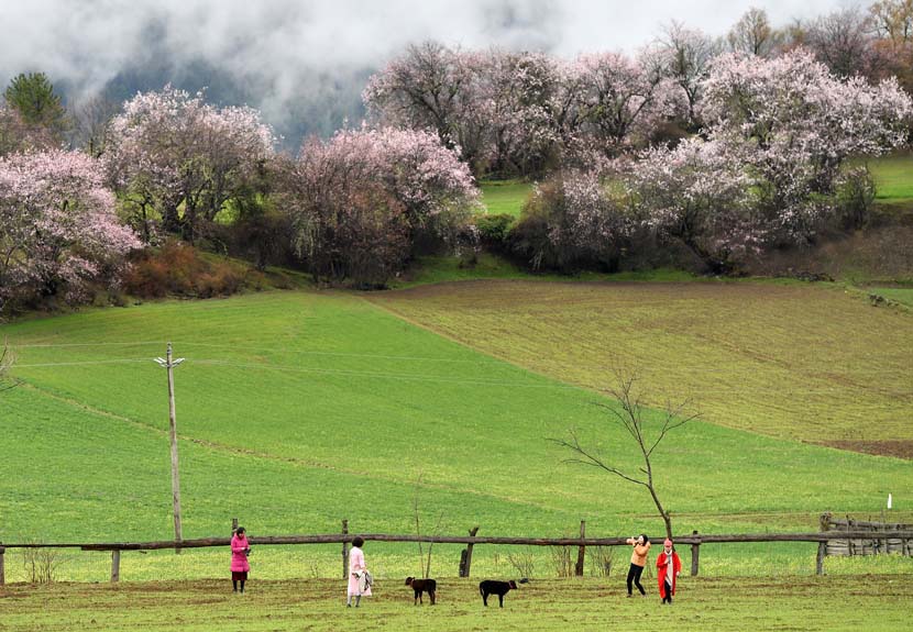Travelers enjoy springtime in Linzhi, the Tibet Autonomous Region, April 2, 2019. Li Xin/Xinhua