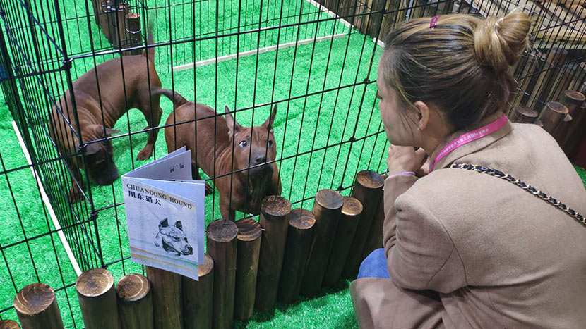 A woman looks at a Chuandong hound — an ancient Chinese breed that’s little-known on the international stage — during the World Dog Show in Shanghai, April 30, 2019. Fan Yiying/Sixth Tone