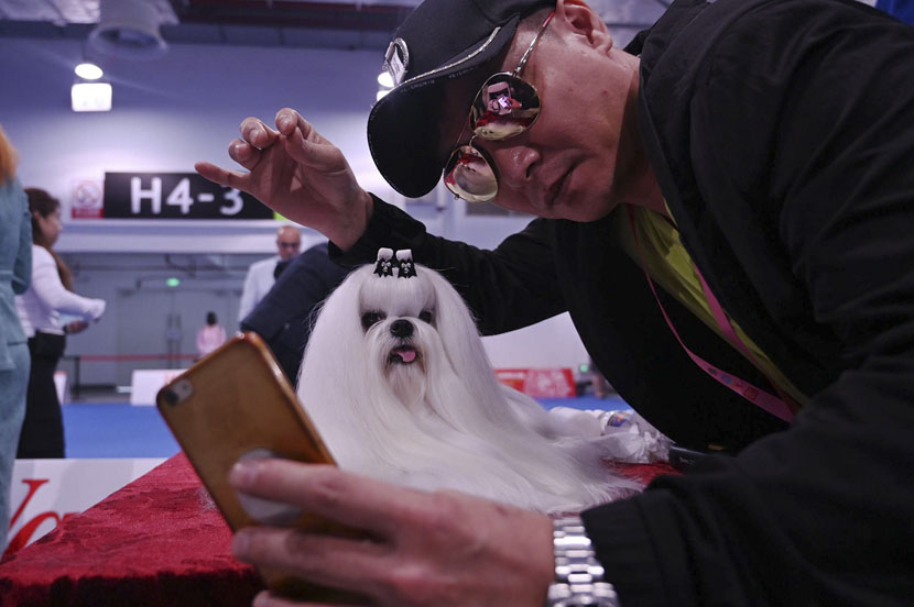A man takes a selfie with a Maltese dog during this year’s World Dog Show in Shanghai, April 30, 2019. Hector Retamal/AFP/VCG