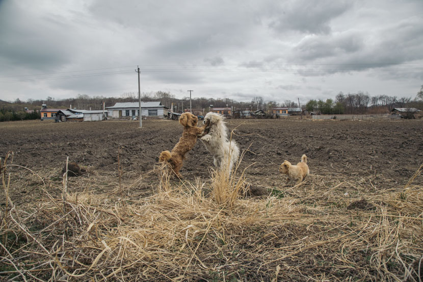 Dogs play on a farm in Guandaogou Village, Jilin province, April 30, 2019. Wu Huiyuan/Sixth Tone