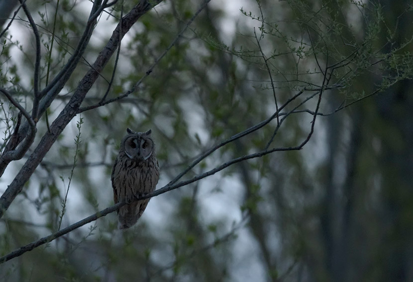 A long-eared owl perches on a tree in Tongzhou, suburban Beijing, April 2019. Courtesy of Song Dazhao/Chinese Felid Conversation Alliance