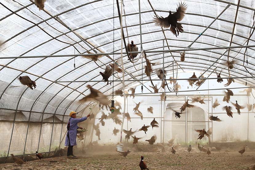 A villager feeds chicken at a farm in Bijie, Guizhou province, May 13, 2019. Han Xianpu/Xinhua