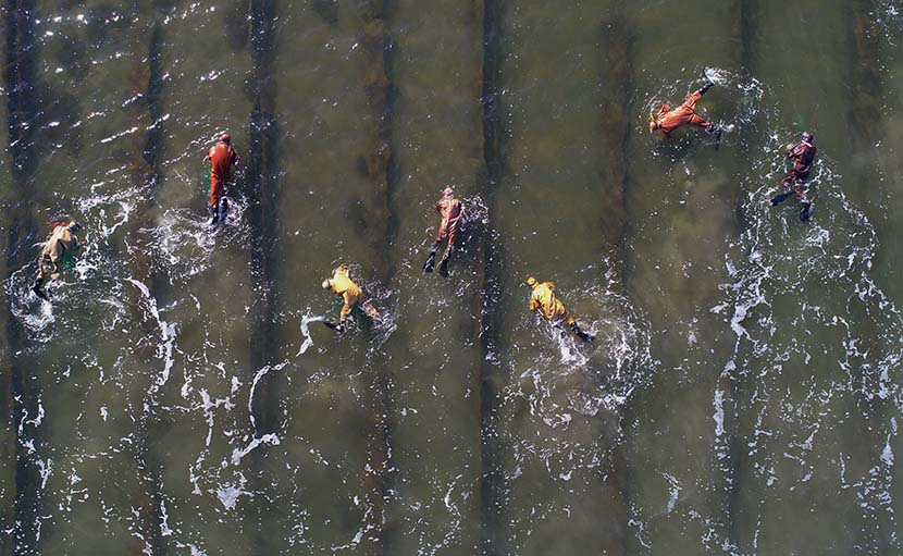Workers catch sea cucumbers in Leting County, Hebei province, May 17, 2019. Yang Shirao/Xinhua