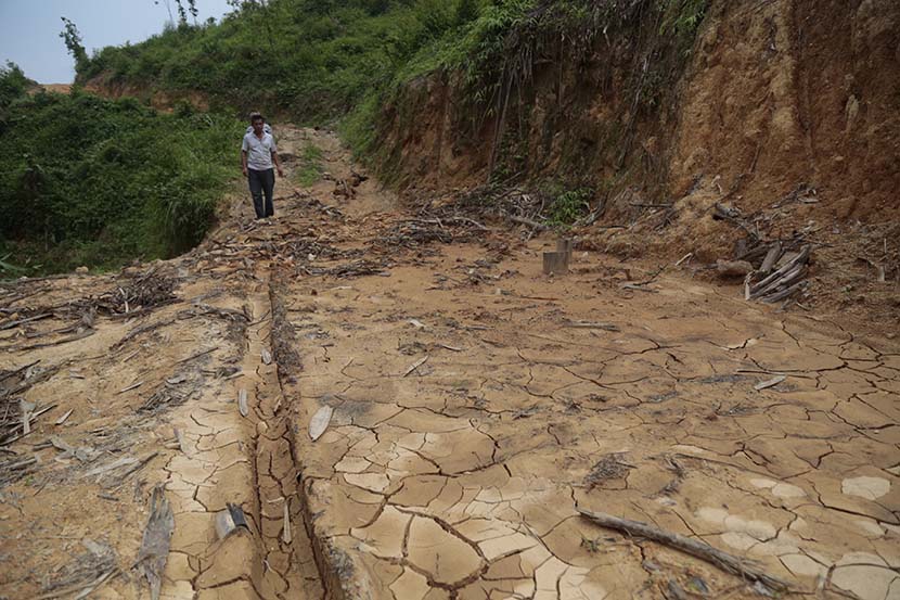 Mud cracks appear on a road near a eucalyptus plantation in Yong’an Village, Cenxi, Guangxi Zhuang Autonomous Region, April 29, 2019. Li You/Sixth Tone